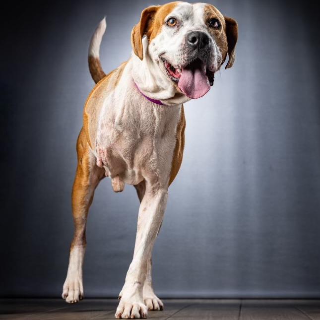 Enlarge Kilo, a Adoptable Mixed Breed in Jupiter, FL image 6/6