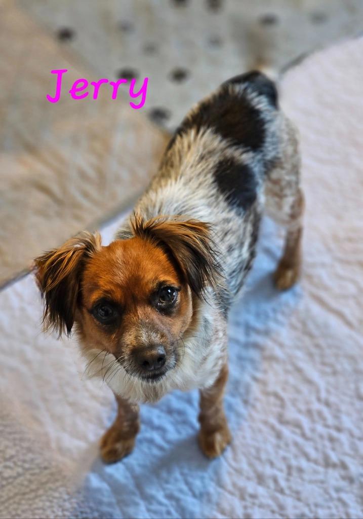 Jerry $500, Adoptable, Young Female Spaniel & Chihuahua.