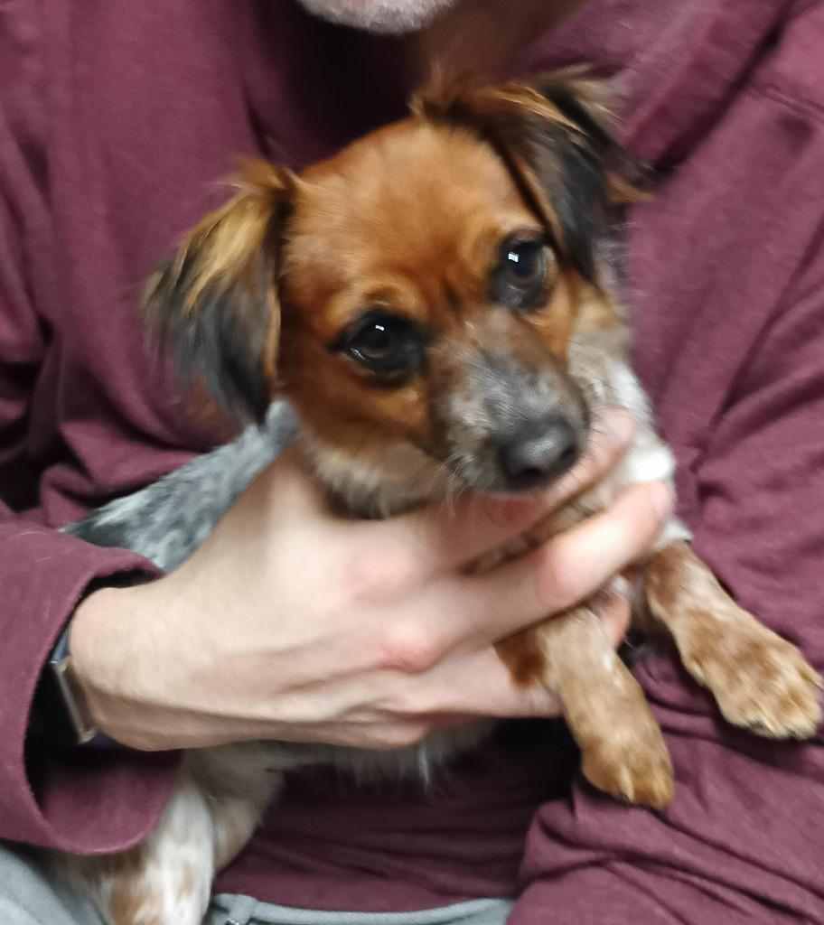 Enlarge Jerry $500, a Adoptable mixed breed in Milwaukee, WI image 2/2