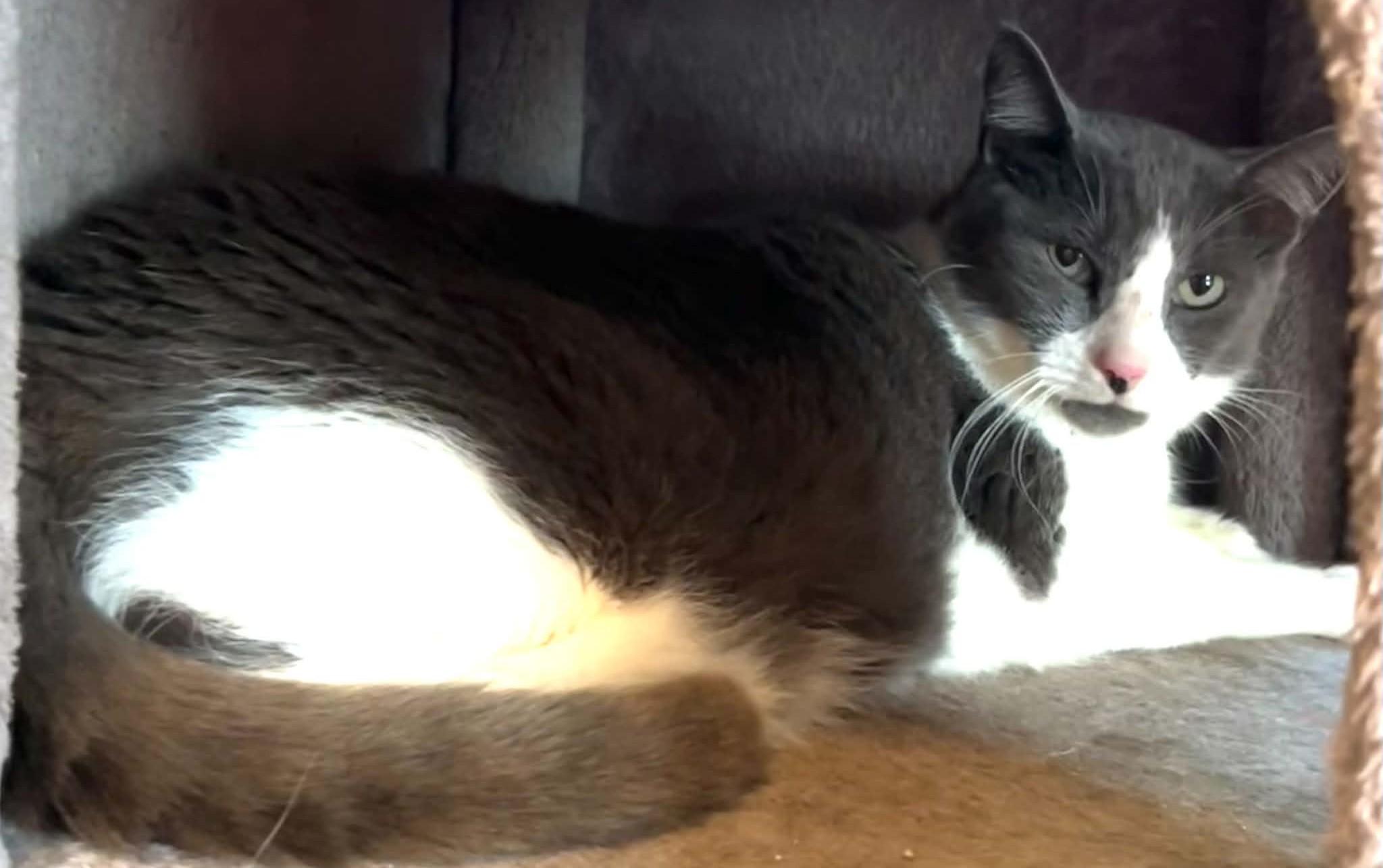 Enlarge Milo (Meelo), a Adoptable Domestic Short Hair in Beckley, WV image 3/4