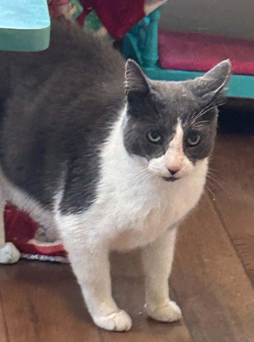 Enlarge Milo (Meelo), a Adoptable Domestic Short Hair in Beckley, WV image 4/4