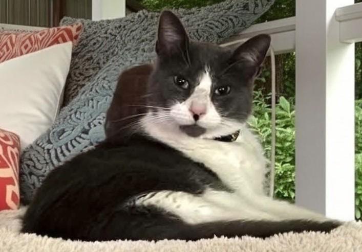 Milo (Meelo), Adoptable, Adult Male Domestic Short Hair.
