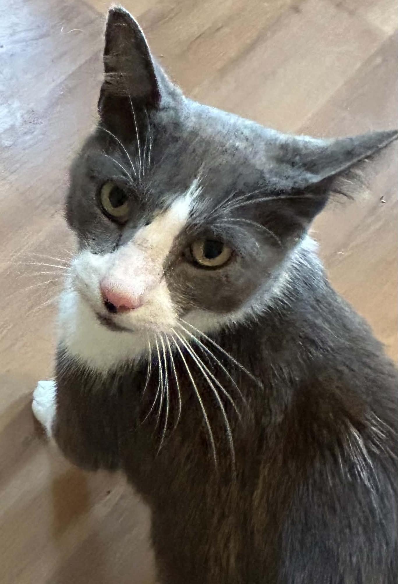 Milo (Meelo), Adoptable, Adult Male Domestic Short Hair.