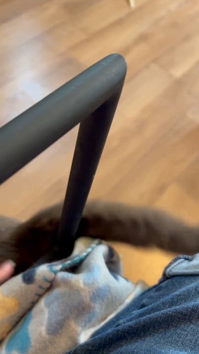 Enlarge Milo (Meelo), a Adoptable Domestic Short Hair in Beckley, WV video 2/4