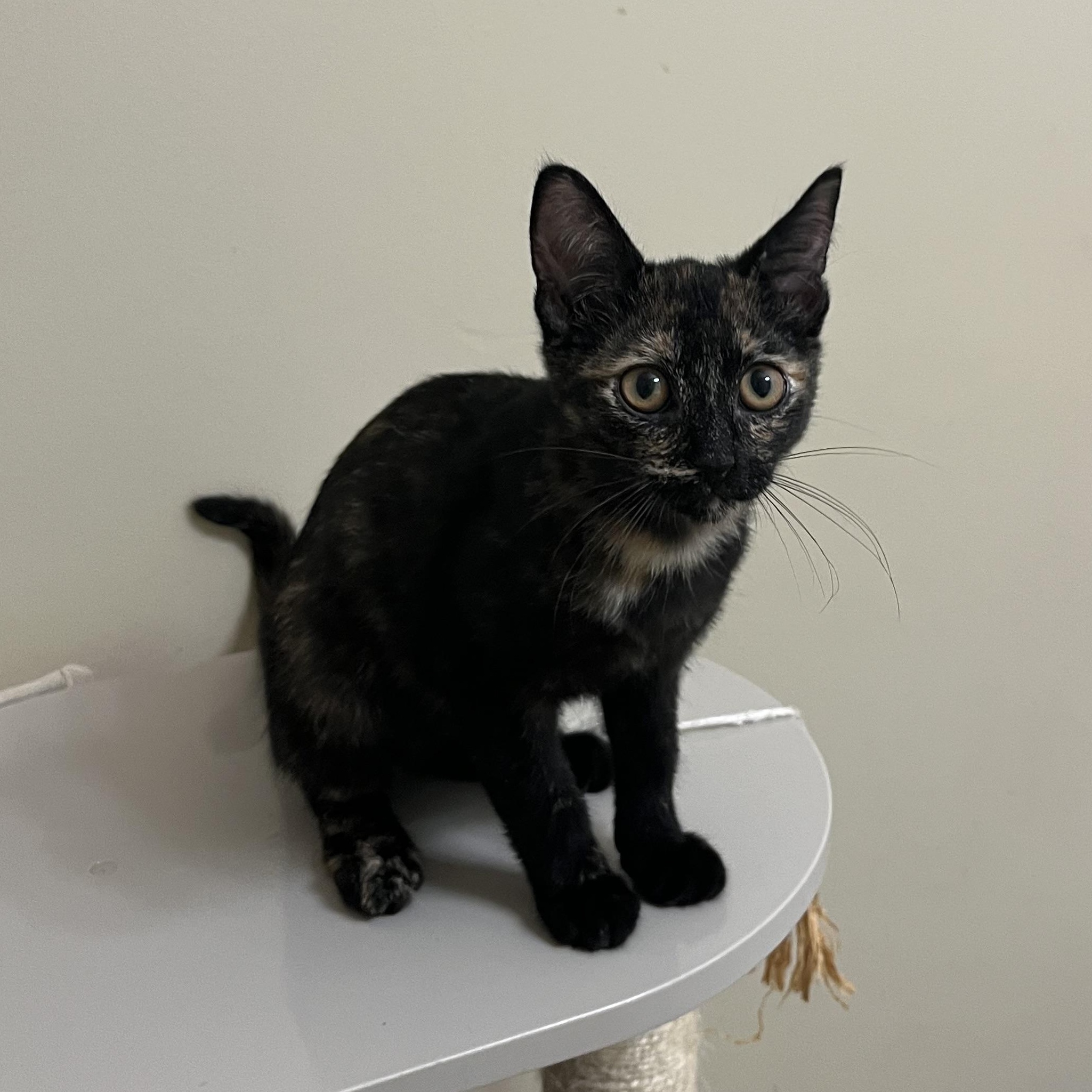 Mocha, adopted, Kitten Female Domestic Short Hair & Tortoiseshell.