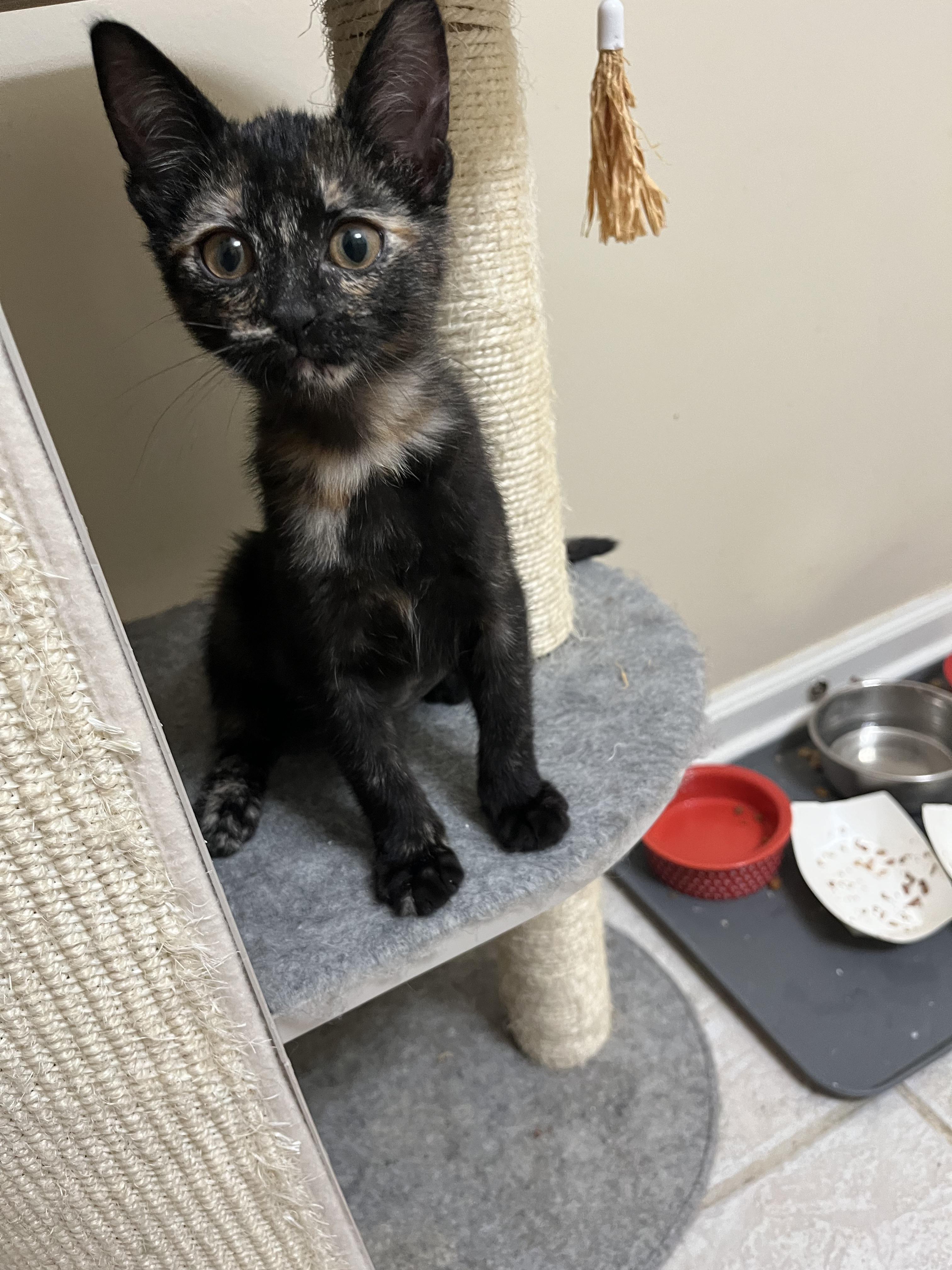 Mocha, an adopted mixed breed in Duluth, GA image 4/4