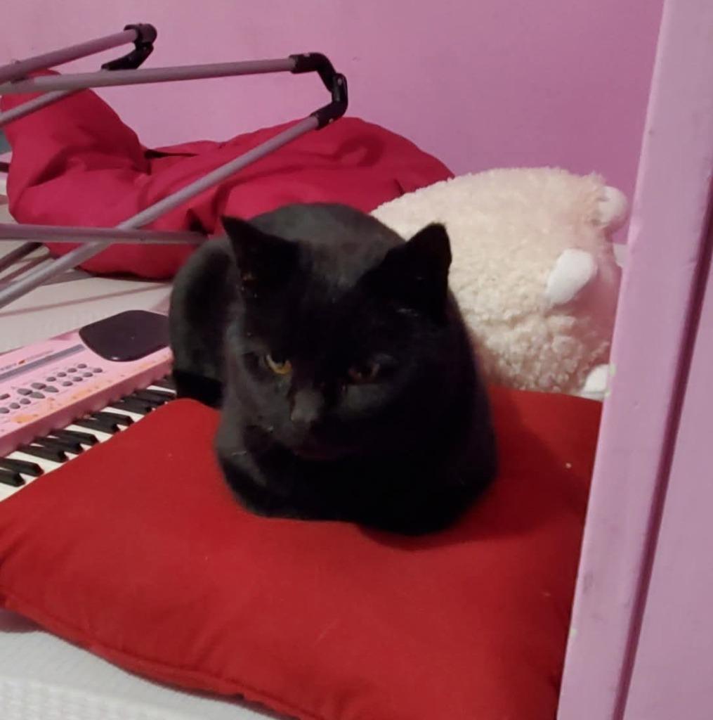 King Tut, Adoptable, Young Male Domestic Short Hair.