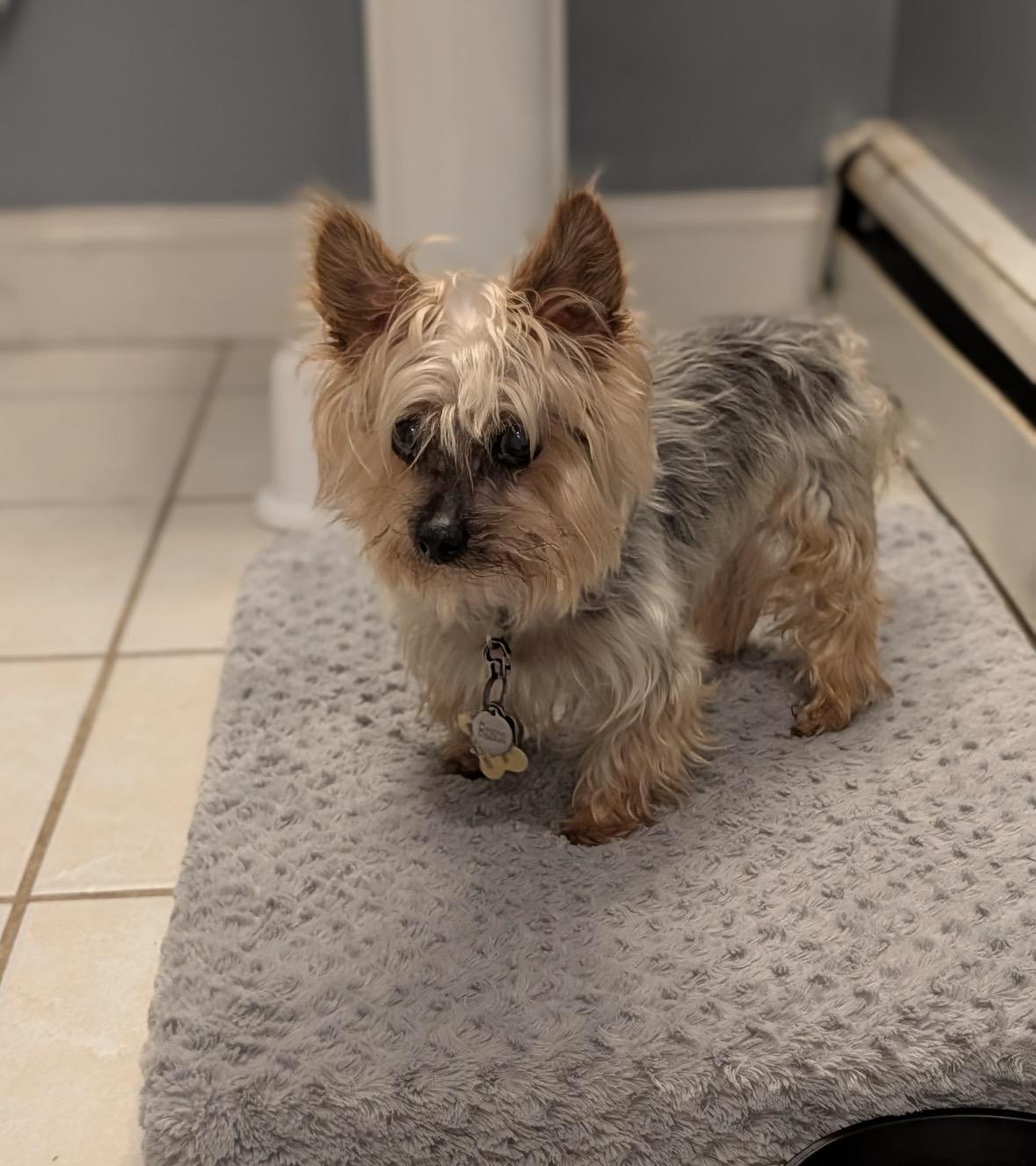 Roscoe, ADOPTABLE, Senior Male Yorkshire Terrier.