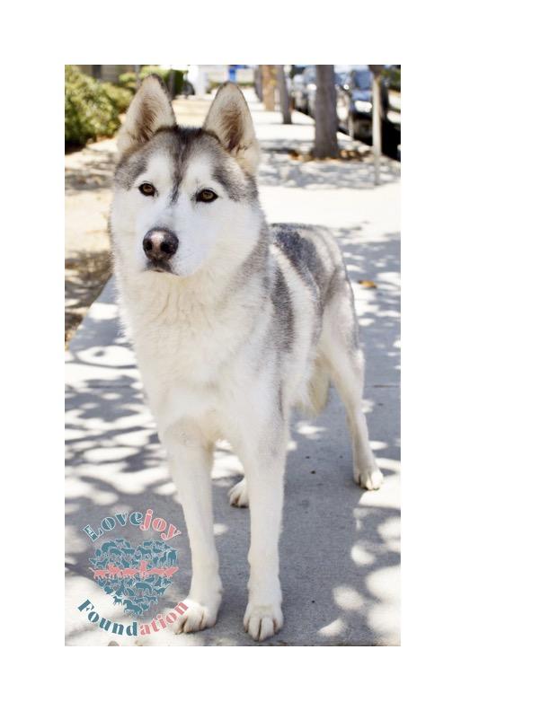 Cody RB Husky Dog