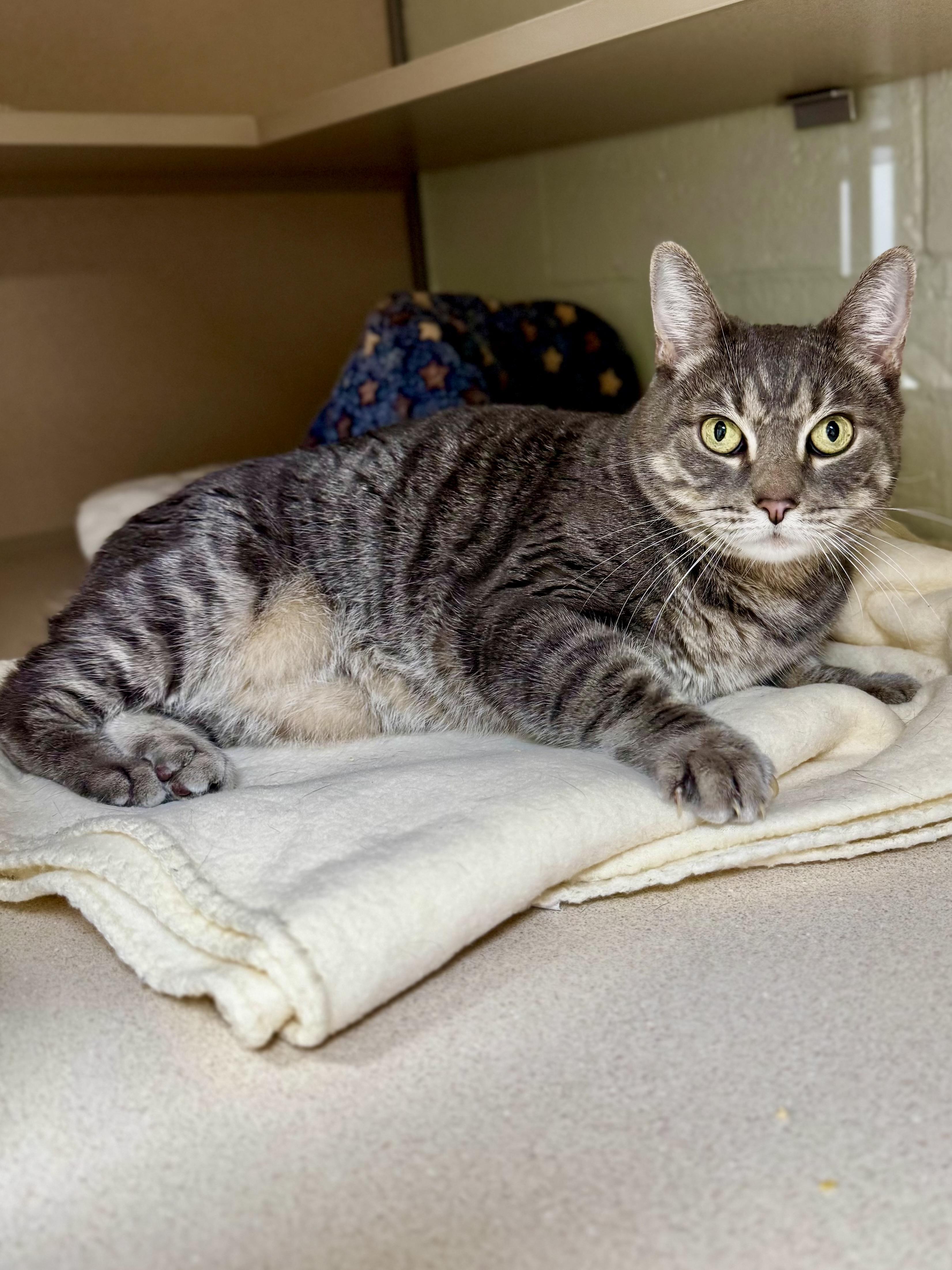 Enlarge Patricia, a ADOPTABLE Domestic Short Hair in Old Saybrook, CT image 1/1