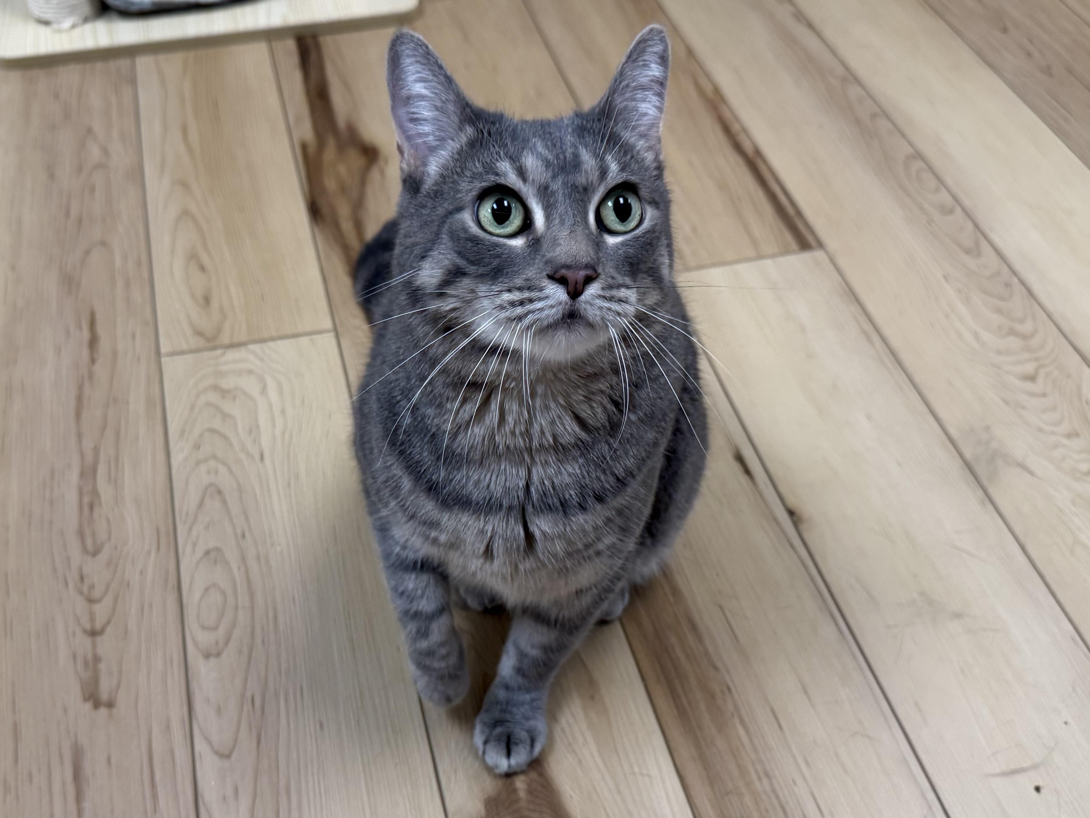 Enlarge Patricia, a Adoptable Domestic Short Hair in Old Saybrook, CT image 3/3
