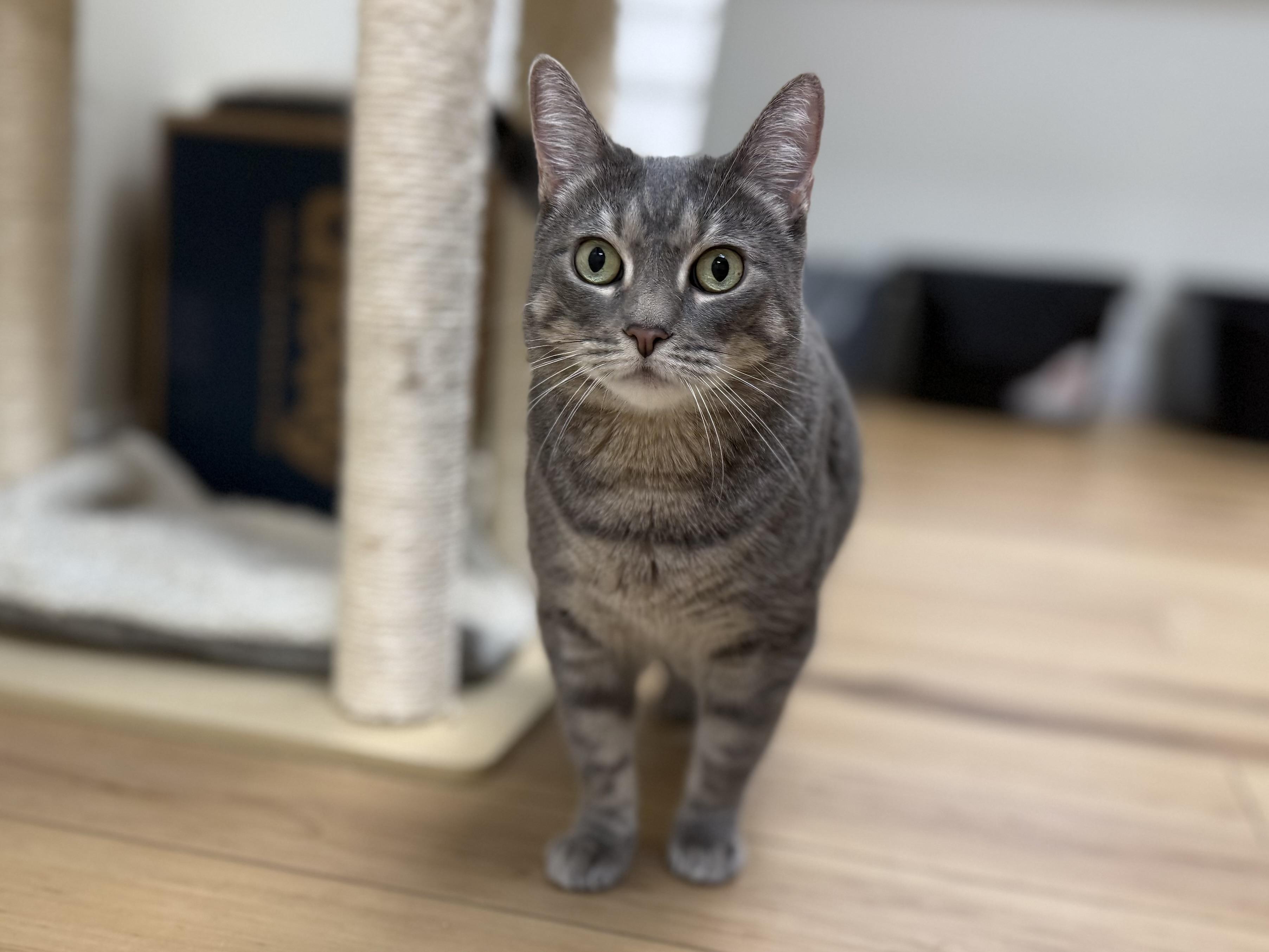 Enlarge Patricia, a Adoptable Domestic Short Hair in Old Saybrook, CT image 1/3