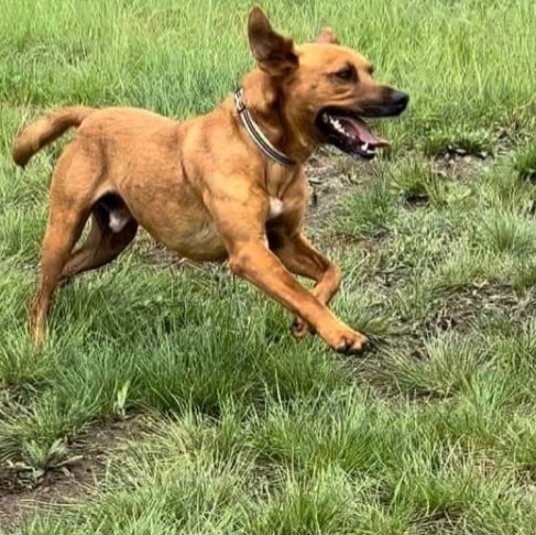 *Coop, Adoptable, Adult Male Shepherd.