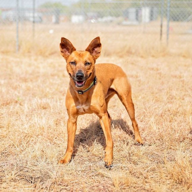 Enlarge *Coop, a Adoptable mixed breed in Justin, TX image 2/12