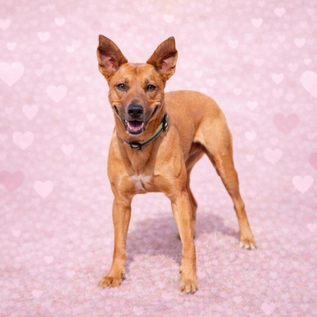 Enlarge *Coop, a Adoptable mixed breed in Justin, TX image 1/5