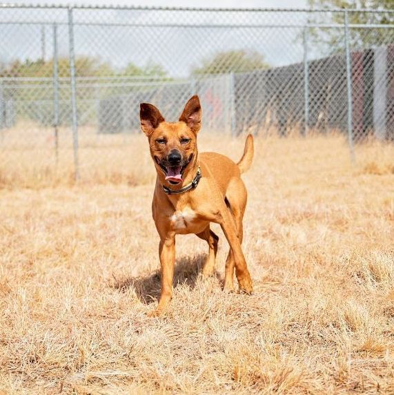 Enlarge *Coop, a Adoptable mixed breed in Justin, TX image 3/12