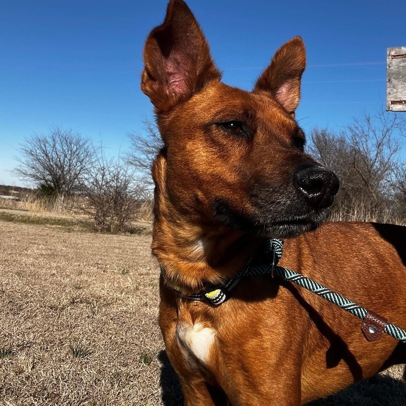 Enlarge *Coop, a Adoptable mixed breed in Justin, TX image 4/12