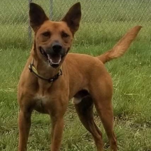 Enlarge *Coop, a Adoptable mixed breed in Justin, TX image 5/12