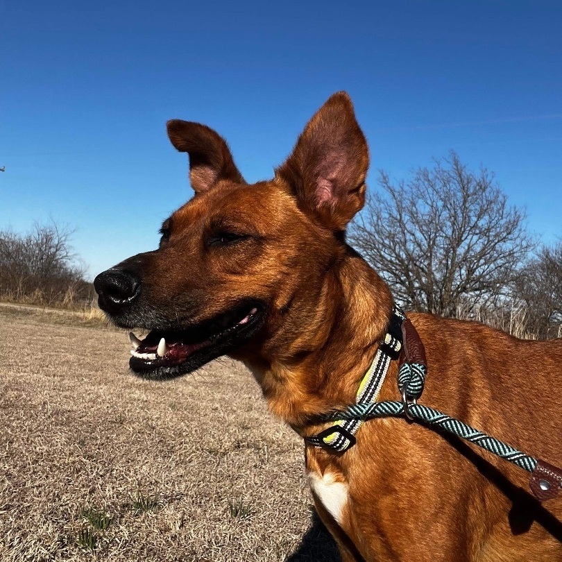 Enlarge *Coop, a Adoptable mixed breed in Justin, TX image 6/12