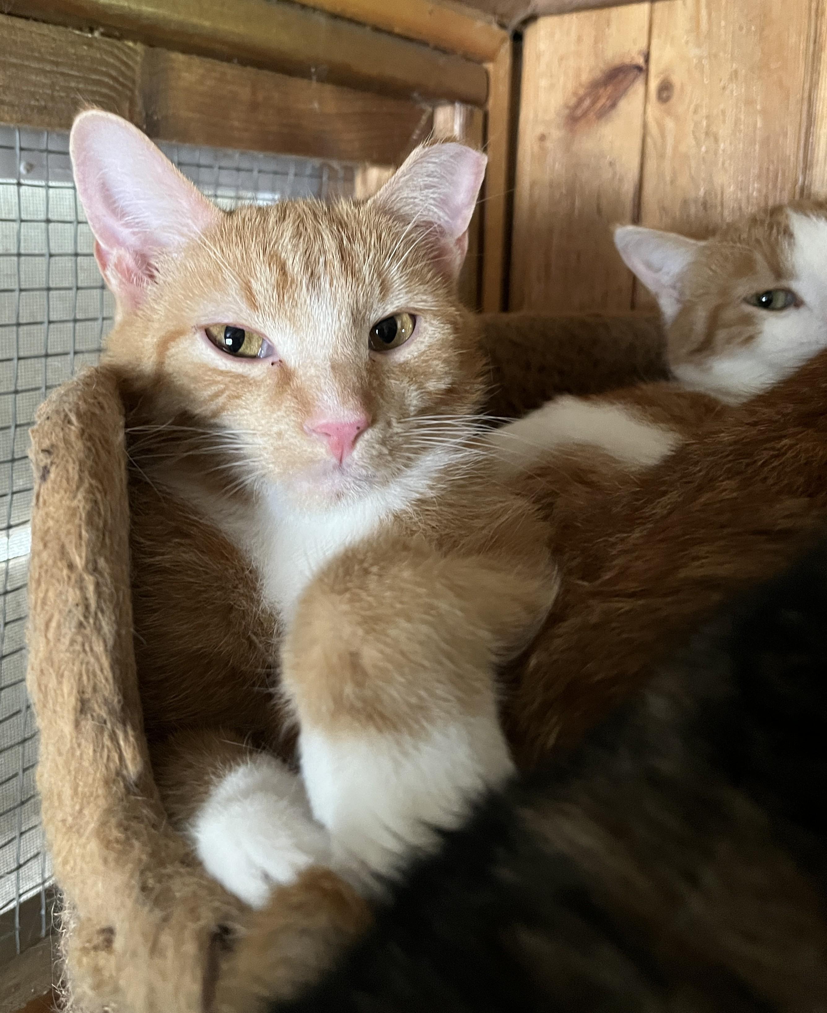 LICHEN (CR-SC), Adoptable, Young Male Domestic Short Hair.