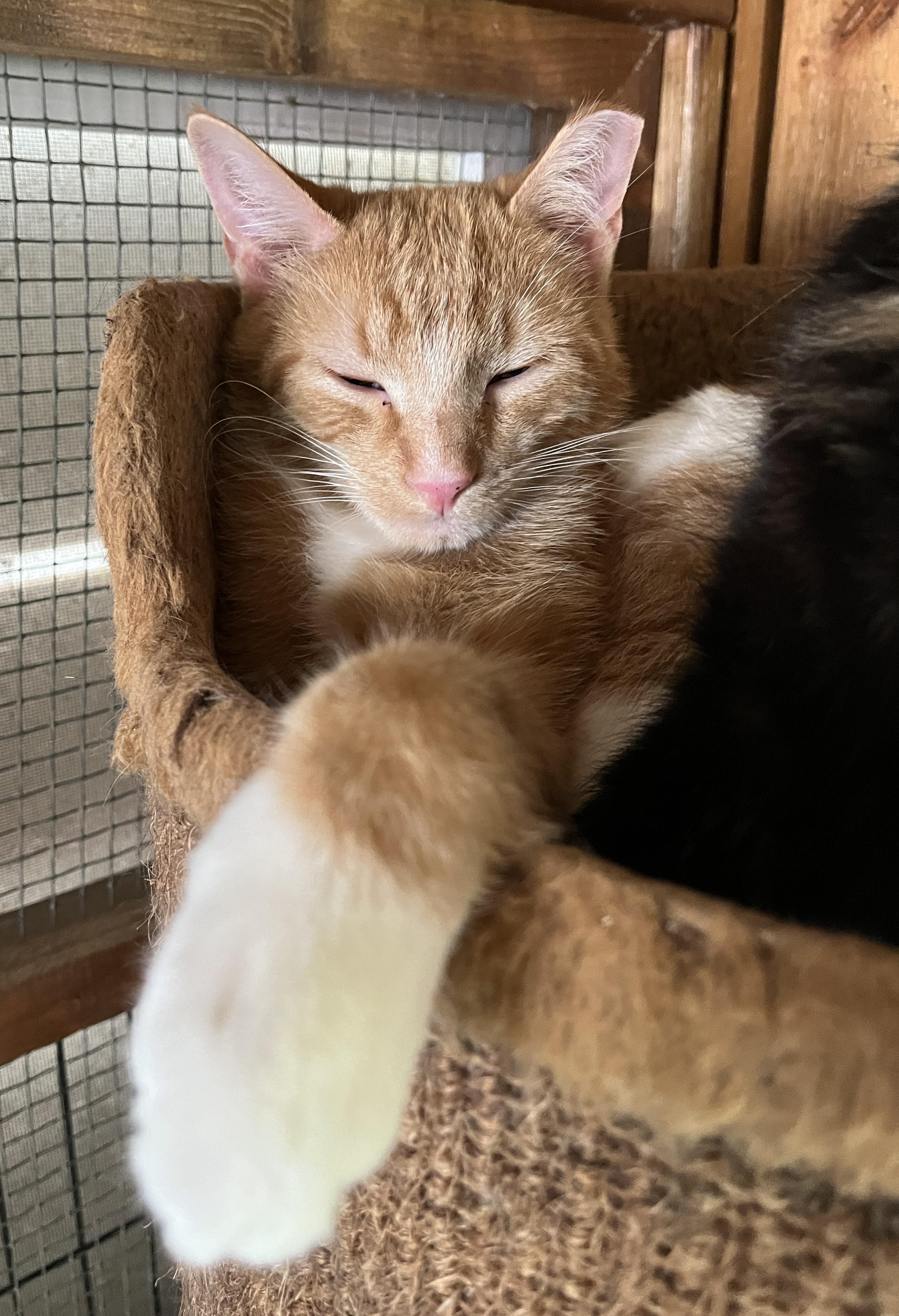 LICHEN (CR-SC), a Adoptable Domestic Short Hair in Sainte-Angele-de-Monnoir, QC image 3/6