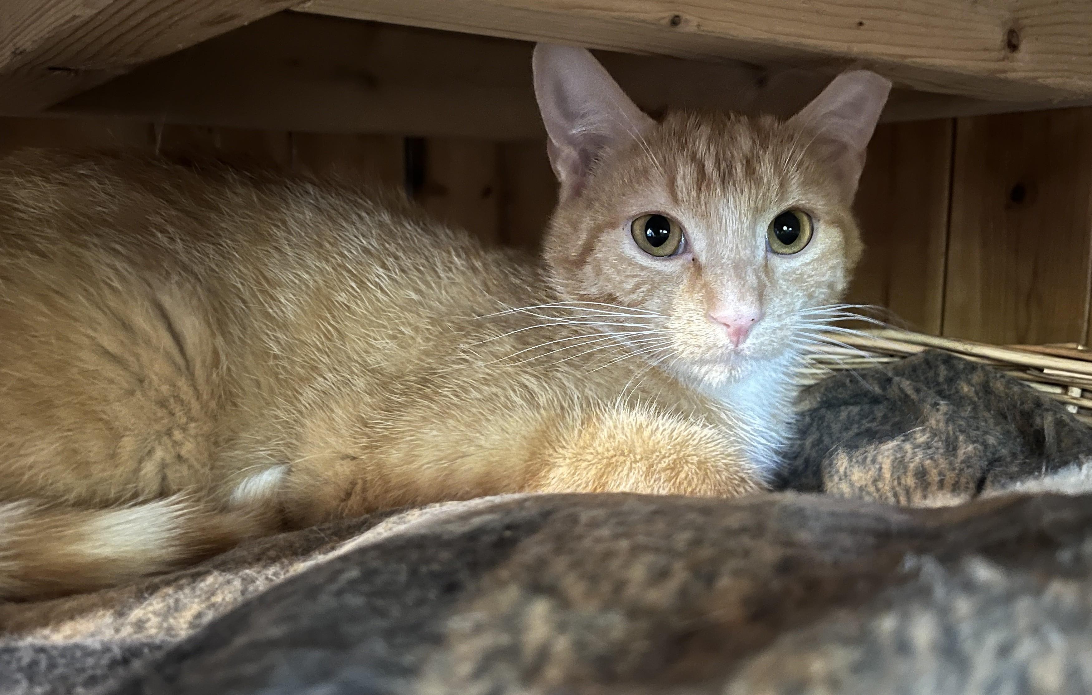 LICHEN (CR-SC), a Adoptable Domestic Short Hair in Sainte-Angele-de-Monnoir, QC image 2/6