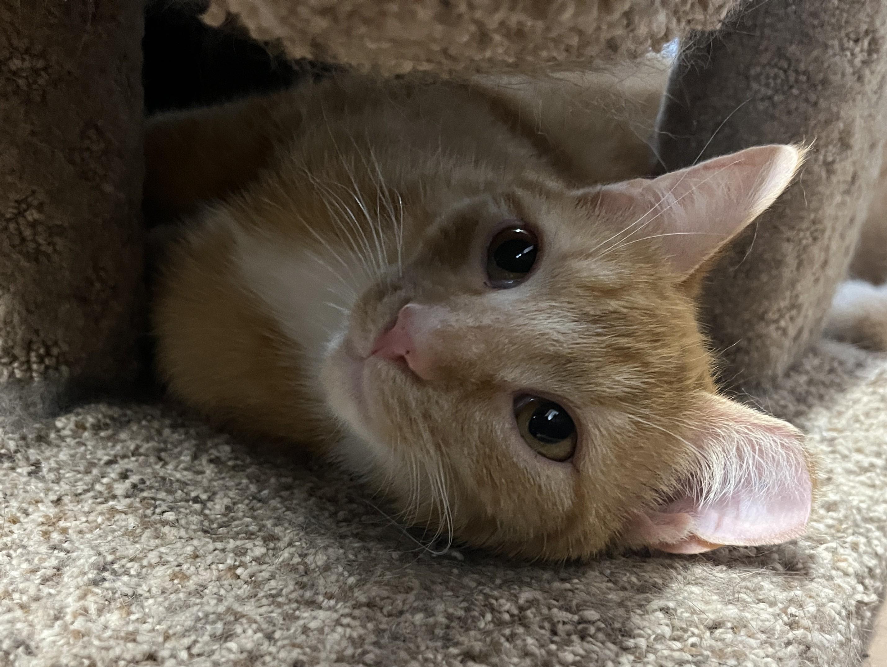 LICHEN (CR-SC), a Adoptable Domestic Short Hair in Sainte-Angele-de-Monnoir, QC image 5/6