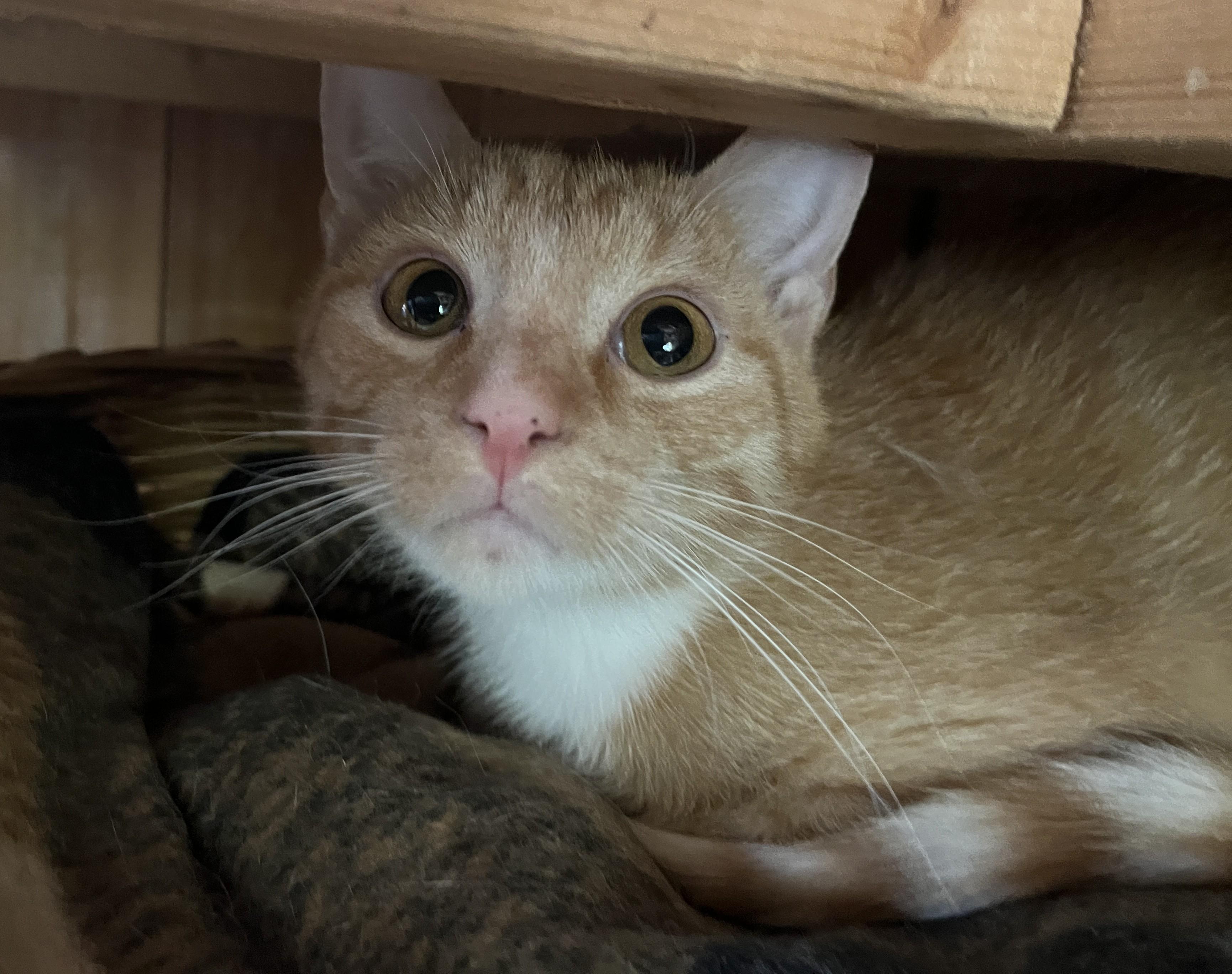 LICHEN (CR-SC), a Adoptable Domestic Short Hair in Sainte-Angele-de-Monnoir, QC image 4/6