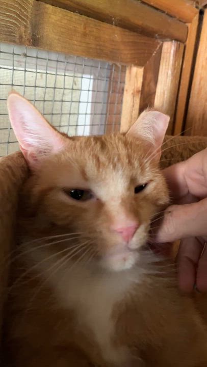 Enlarge LICHEN (CR-SC), a Adoptable Domestic Short Hair in Sainte-Angele-de-Monnoir, QC video 6/6