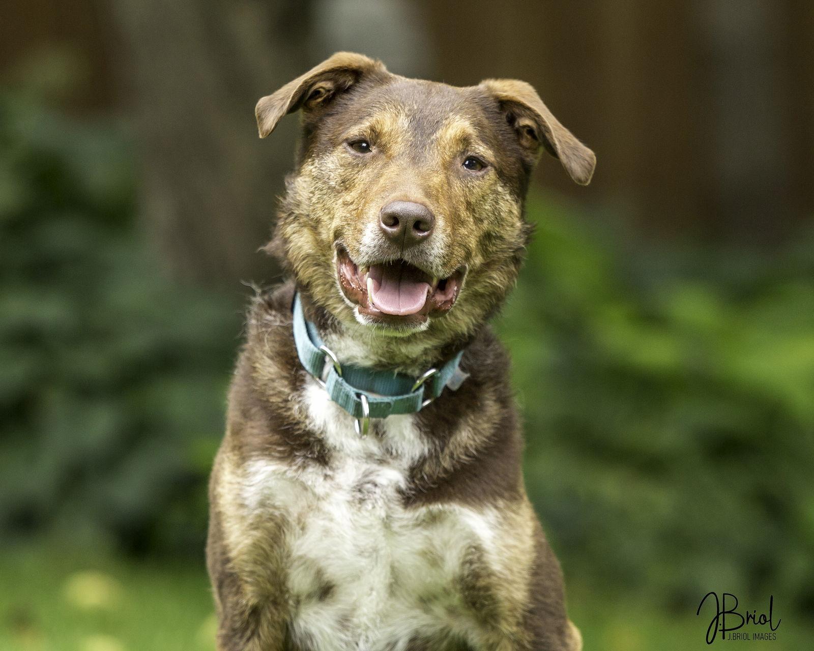 Roko D6071, a Adoptable Australian Cattle Dog / Blue Heeler in minneapolis, MN image 1/3