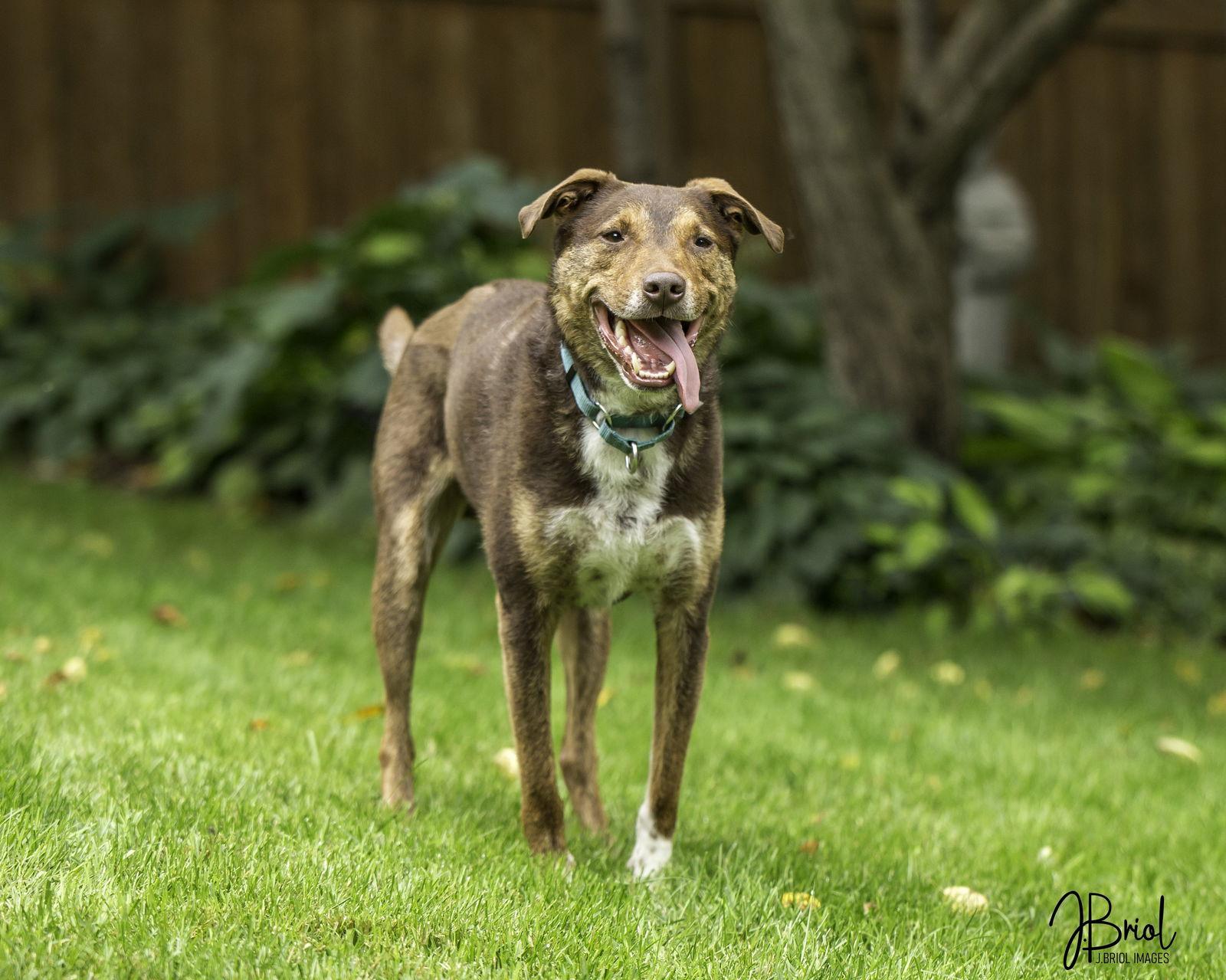 Roko D6071, a Adoptable Australian Cattle Dog / Blue Heeler in minneapolis, MN image 2/3