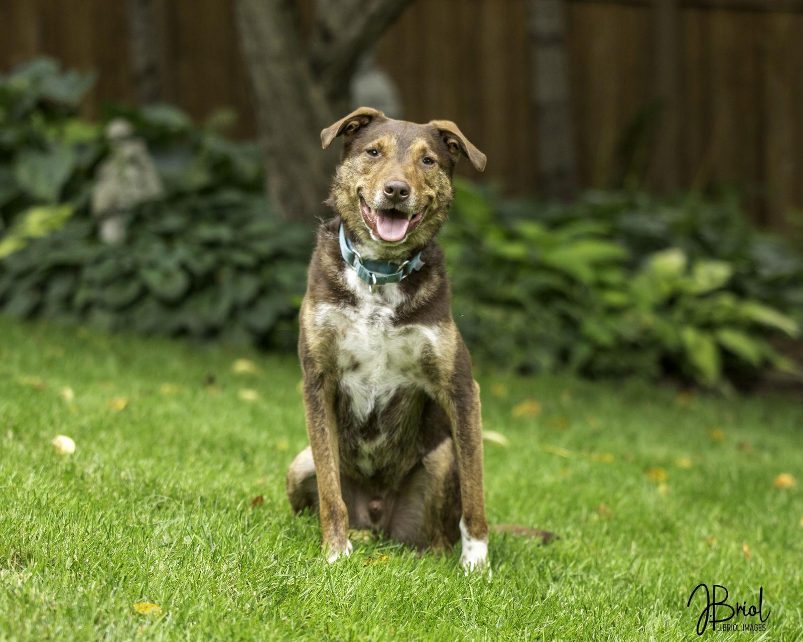 Roko D6071, a Adoptable Australian Cattle Dog / Blue Heeler in minneapolis, MN image 3/3