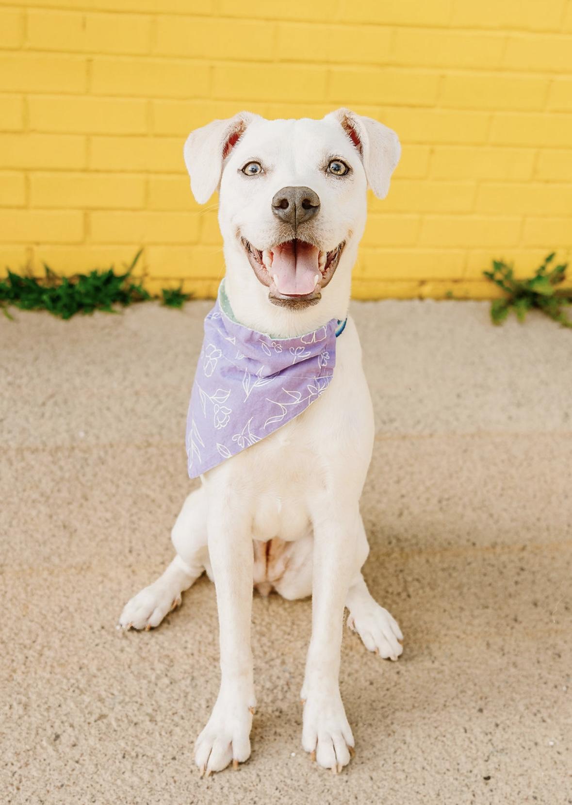 Bunny, Young Female Labrador Retriever