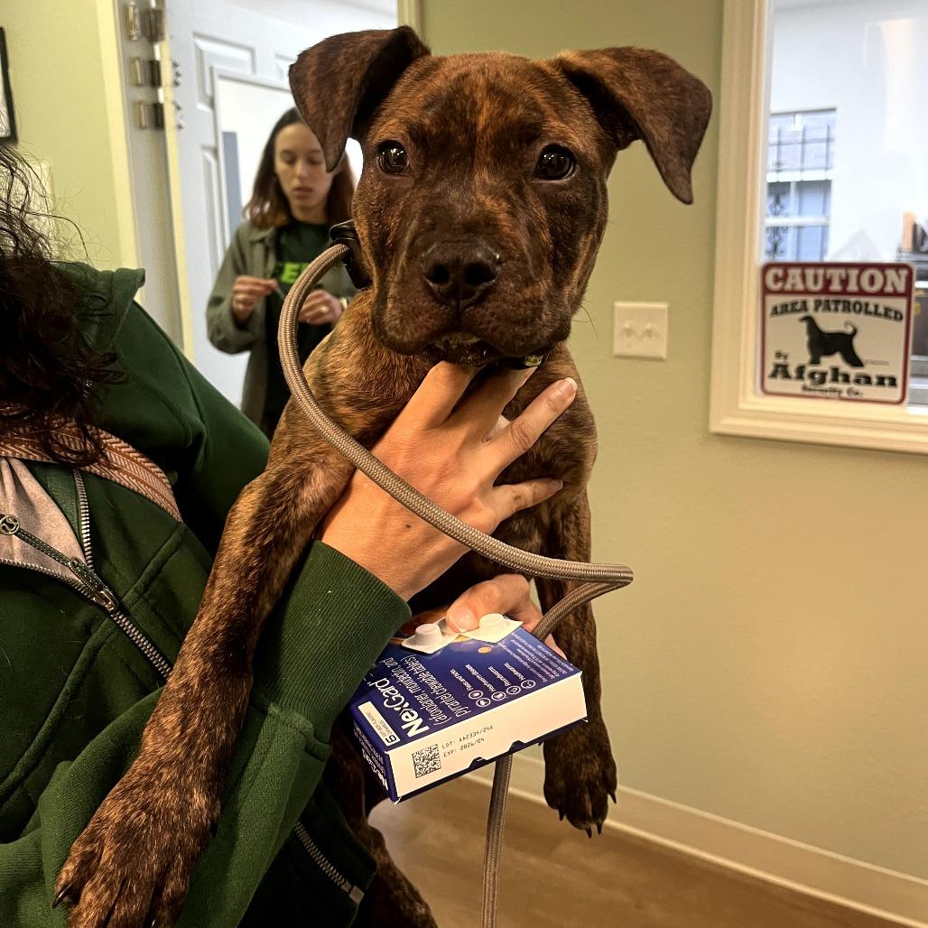 Taz, Adoptable, Puppy Male Pit Bull Terrier & Mixed Breed.