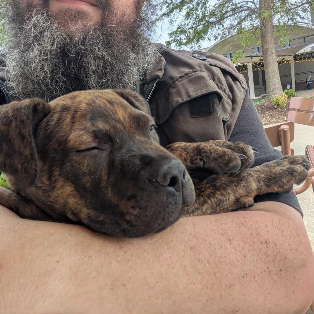 Enlarge Taz, a Adoptable mixed breed in Fayetteville, AR image 2/6
