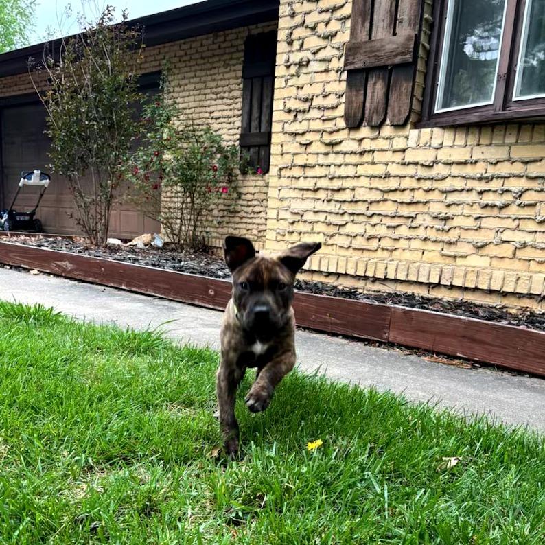 Enlarge Taz, a Adoptable mixed breed in Fayetteville, AR image 3/6