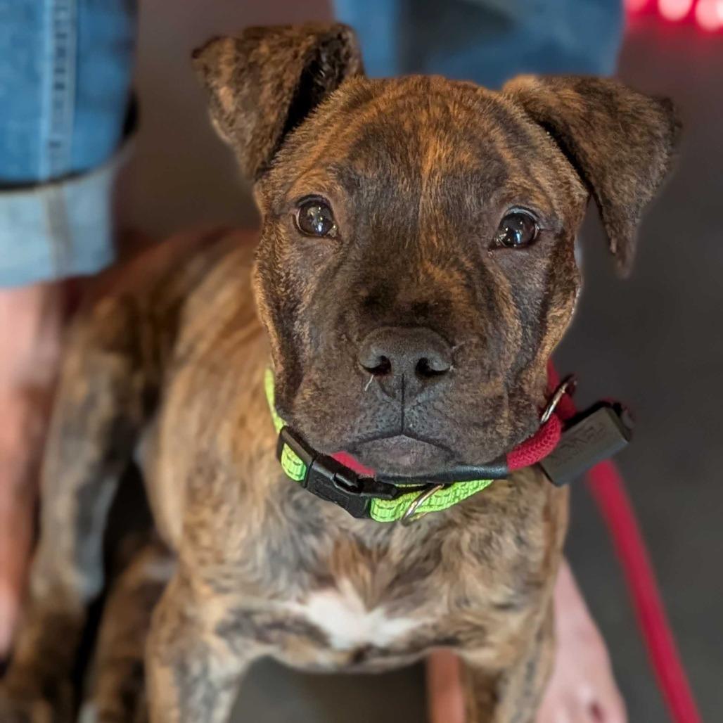 Enlarge Taz, a Adoptable mixed breed in Fayetteville, AR image 4/6