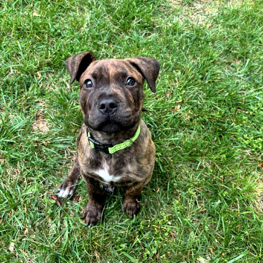 Enlarge Taz, a Adoptable mixed breed in Fayetteville, AR image 5/6
