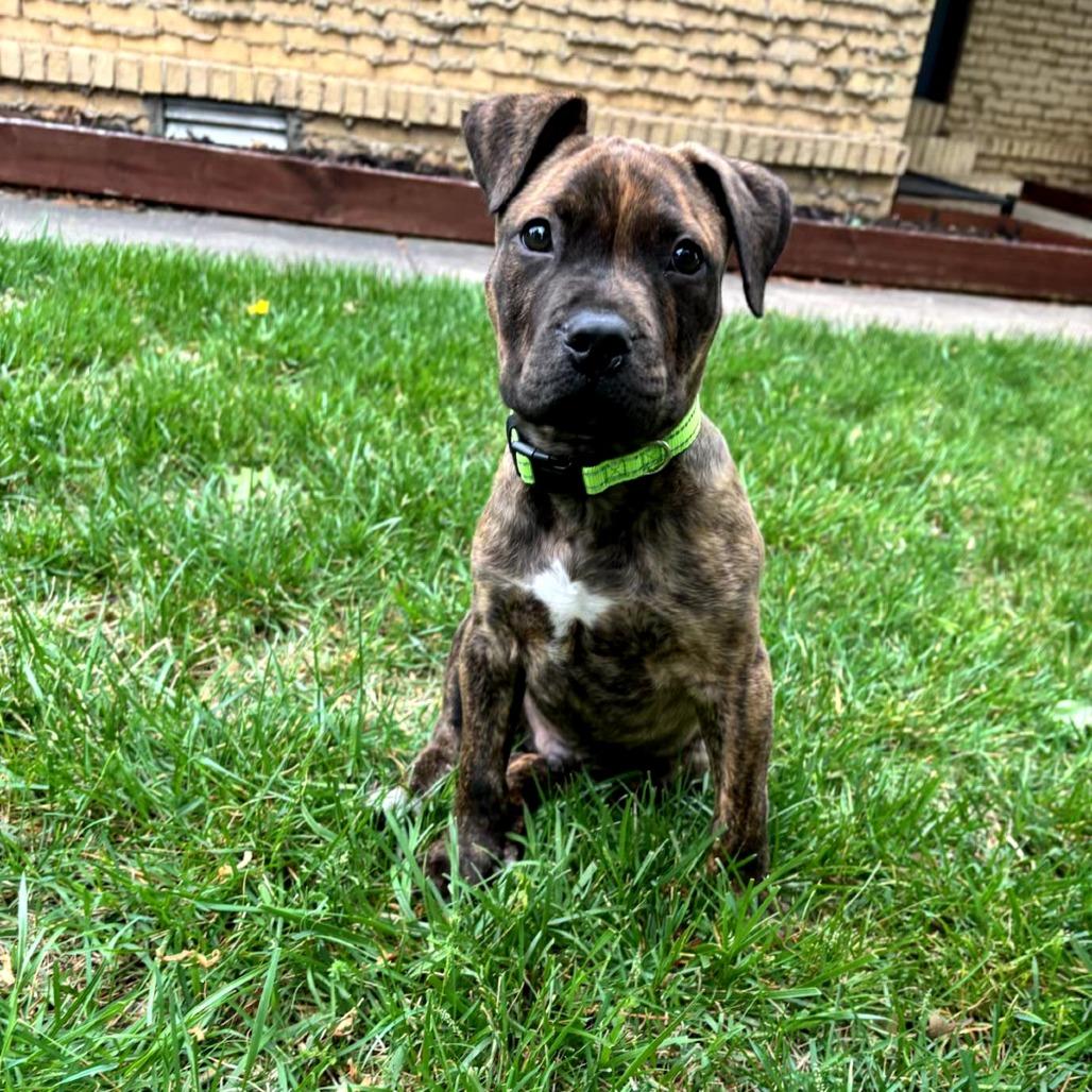 Enlarge Taz, a Adoptable mixed breed in Fayetteville, AR image 6/6