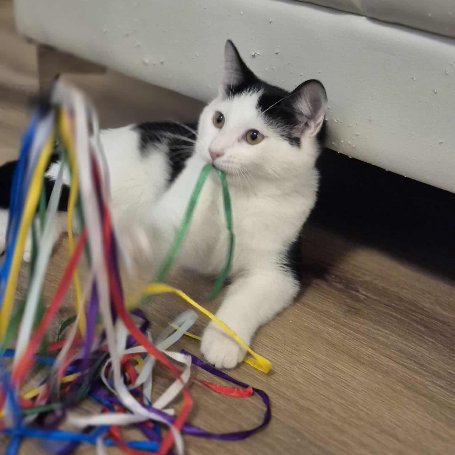 Enlarge Garnet, a Adoptable Domestic Short Hair in Munster, ON image 2/6