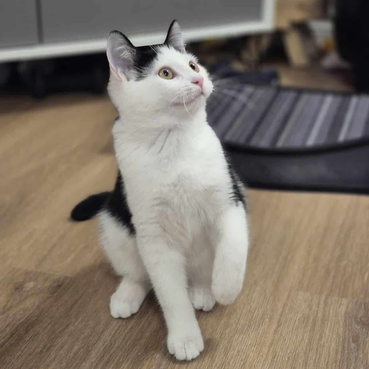 Enlarge Garnet, a Adoptable Domestic Short Hair in Munster, ON image 3/6