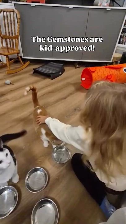 Enlarge Garnet, a Adoptable Domestic Short Hair in Munster, ON video 4/6