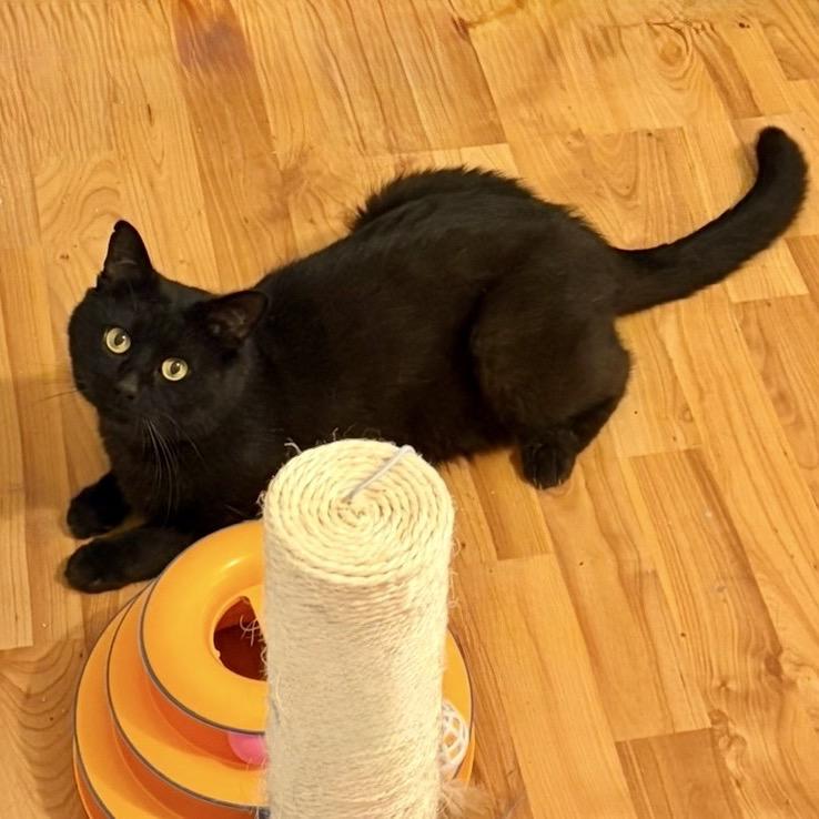 Onyx, Adoptable, Adult Male Domestic Short Hair.