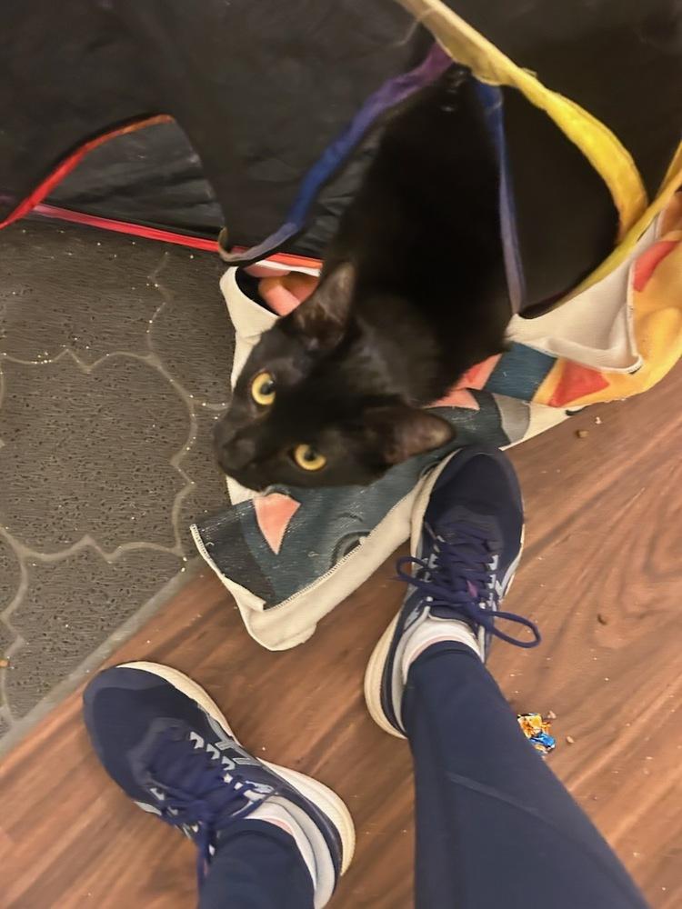 James, Adoptable, Kitten Male Domestic Short Hair.