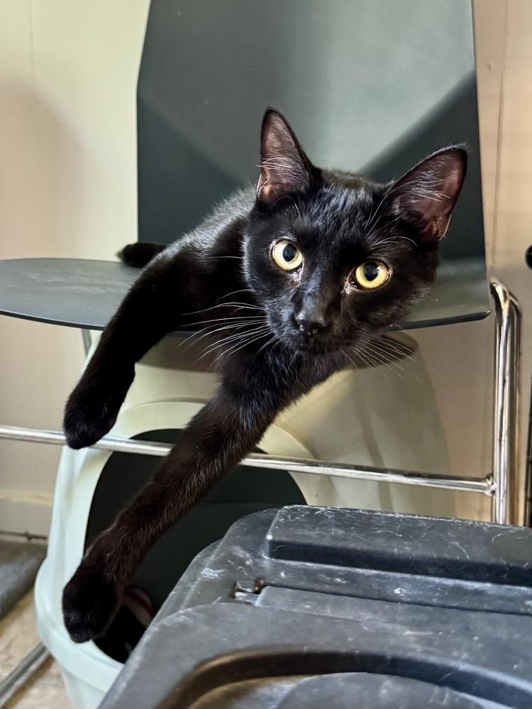James, a Adoptable mixed breed in Papillion, NE image 2/4