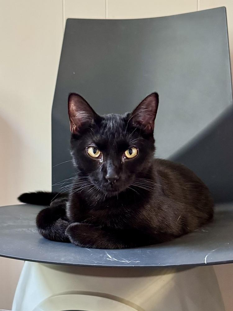 James, a Adoptable mixed breed in Papillion, NE image 4/4