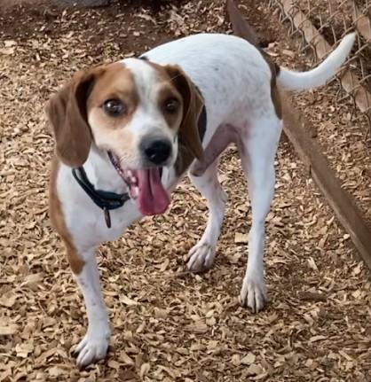 Enlarge Scout, a Adoptable Beagle in Huntsville, AL image 1/1