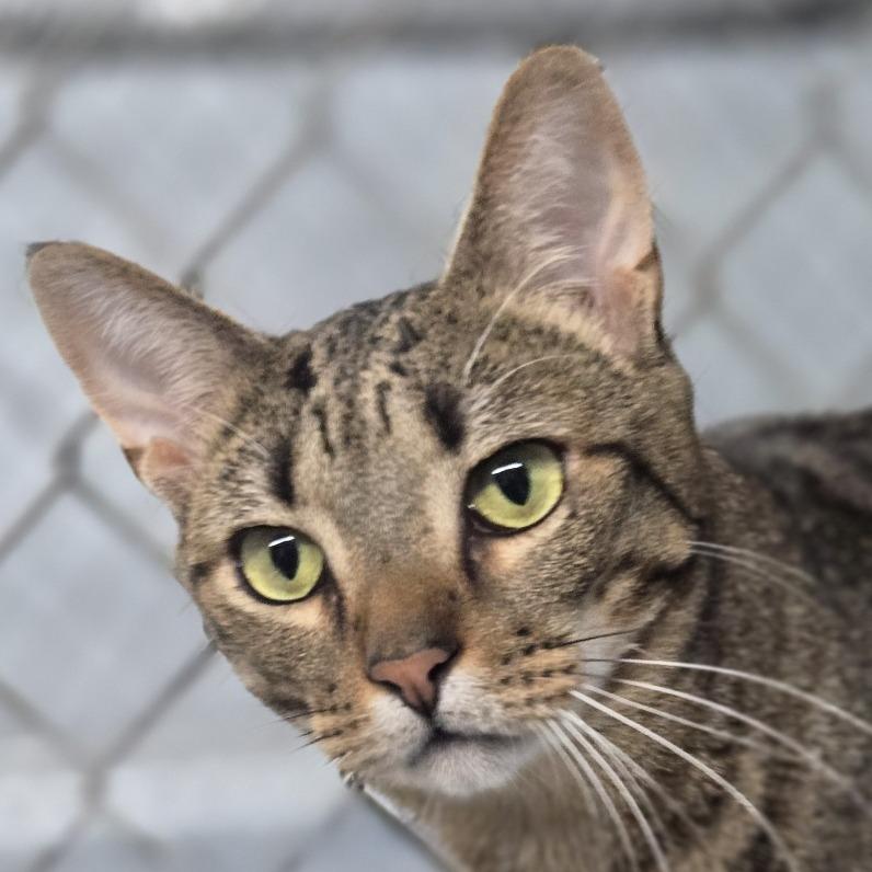 Dino, Adoptable, Adult Male Domestic Short Hair.