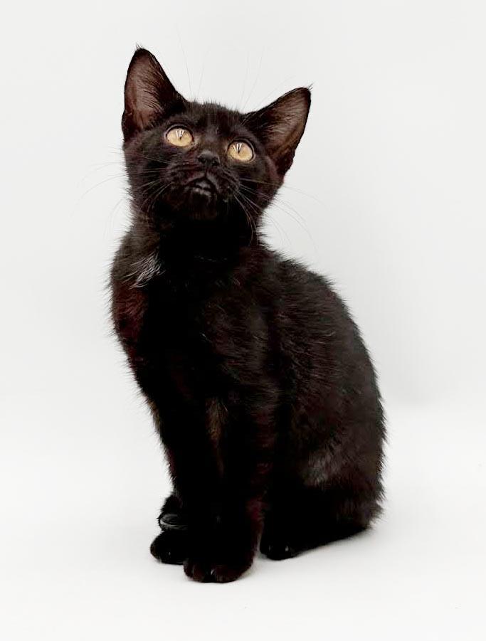 Enlarge Narine- TEENY TINY panther of snuggles, a Adoptable mixed breed in Bedford Hills, NY image 5/6
