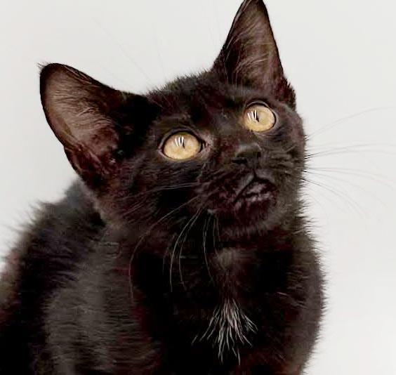 Enlarge Narine- TEENY TINY panther of snuggles, a Adoptable mixed breed in Bedford Hills, NY image 3/6